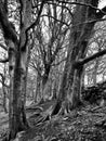 Two beech Trees in Winter at crow nest woods