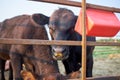 Two beef cows feeding in a corral or paddock