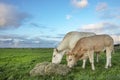 Two beef cows, white, blonde aquitaine eating straw on a meadow, side view and horizon, under a blue sky in Holland, total shot Royalty Free Stock Photo