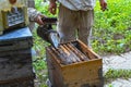 Two beekeepers checking a beehive with a bee smoker in the apiary Royalty Free Stock Photo