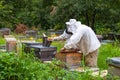 Two beekeepers checking a beehive with bee smoker. Royalty Free Stock Photo