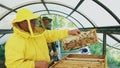 Two beekeepers checking frames and harvesting honey while working in apiary on summer day