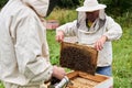 Two beekeepers checking the hive using a smoker and examines removed brood frame