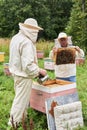 Two beekeepers checking the hive using a smoker and examines removed brood frame