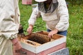 Two beekeepers checking the hive using a smoker and extracts the brood frame