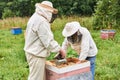 Two beekeepers cheking the hive using a smoker and removing the top cover