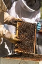 Two beekeepers looking at a honeycomb extracted from a hive