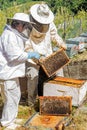 Two beekeepers looking at a honeycomb extracted from a hive