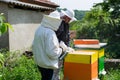 Two beekeepers inspect and work about bee hive in apiary on sunny spring day Royalty Free Stock Photo