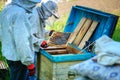 Two beekeepers work on an apiary. Summer Royalty Free Stock Photo