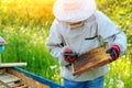 Two beekeepers work on an apiary. Summer Royalty Free Stock Photo