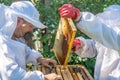 Two beekeepers work in the apiary Royalty Free Stock Photo