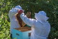 Two beekeepers work in the apiary Royalty Free Stock Photo