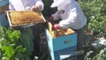 Two beekeepers work in the apiary Royalty Free Stock Photo