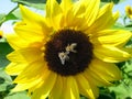 Two bees are sitting on a sunflower Royalty Free Stock Photo