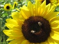 Two bees aresitting on the sunflower Royalty Free Stock Photo