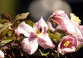 Two bees on big pink flowers of Clematis montana in botanical ga