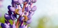 Two bees collect honey on a lupine Royalty Free Stock Photo