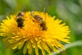 Two Bees on a dandelion flower Royalty Free Stock Photo