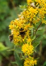 Two bees collects nectar on a flower