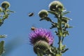 Two bees collects the nectar on the flowers of the bloom thistle Royalty Free Stock Photo