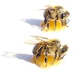 Two bees eating honey over white background