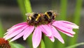 Two bees on an echinacea flower Royalty Free Stock Photo