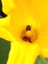 Two bees, essential pollinators, inside a yellow pumpkin flower Royalty Free Stock Photo