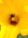Two bees, essential pollinators, looking for pollen inside a yellow pumpkin flower Royalty Free Stock Photo