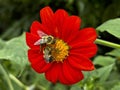 Two Bees Feeding gathering Pollen from A Mexician Sunflower Royalty Free Stock Photo