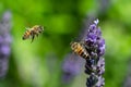 Two bees in flight around lavender flowers