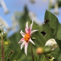 Two bees flying around a beautiful dahlia flower Royalty Free Stock Photo