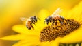 Two Bees Flying Around a Sunflower Royalty Free Stock Photo