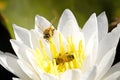 Two bees inside a water lily Royalty Free Stock Photo