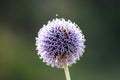 Globe Thistle and two bees