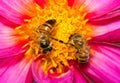 Two bees looking for nectar Royalty Free Stock Photo