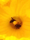 Two bees looking for pollen inside a yellow pumpkin flower Royalty Free Stock Photo