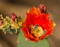 Two Bees in Orange Arizona Cactus Flower