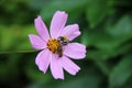 Two bees on the pale pink flower Royalty Free Stock Photo