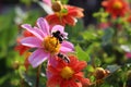 Two bees on pink flower Royalty Free Stock Photo