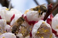 Two bees pollinate apricot blossoms in the spring Royalty Free Stock Photo