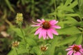 Two bees pollinating Echinacea flowers with a blurred background in a garden Royalty Free Stock Photo