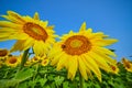 Two bees pollinating tops of two large sunflowers under blue sky with flowers in background Royalty Free Stock Photo
