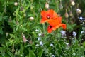 Bee in poppy. Redorange poppy flower - Papaver rhoeas - and forget-me-not.