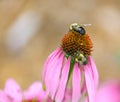 Two Bees Sharing the Same Echinacea Flower Royalty Free Stock Photo