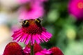 Two bees collecting nectar of pink coneflower or Echinacea purpurea - Pica Bella Royalty Free Stock Photo