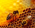 Two bees sitting on the honeycombs. Wax cell filled with yellow and brown honey. Macro shot. Close up. Generative AI Royalty Free Stock Photo
