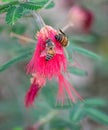 Two bees sitting on a red flower between green leaves
