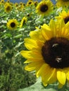 Two bees are sitting on the sunflower Royalty Free Stock Photo