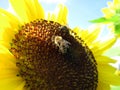 Two bees are sitting on the sunflower Royalty Free Stock Photo